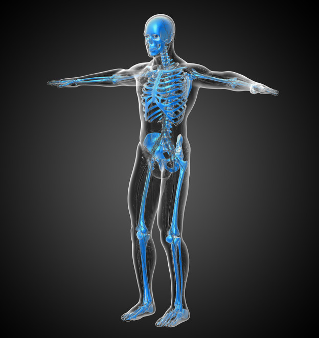 human skeleton, bone health, build strong bones, nutrients to help build strong bones