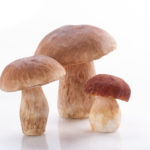 Are Mushrooms the New Superfood?