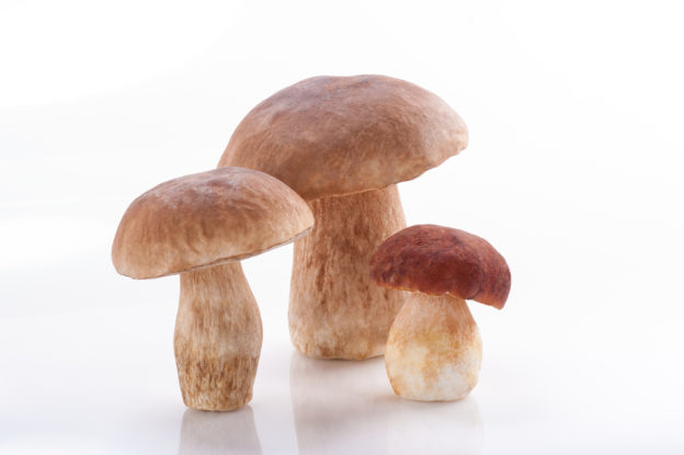 Boletus mushrooms Porcini Mushroom Forest Edible Mushroom, ergothioneine, mushrooms control blood sugar